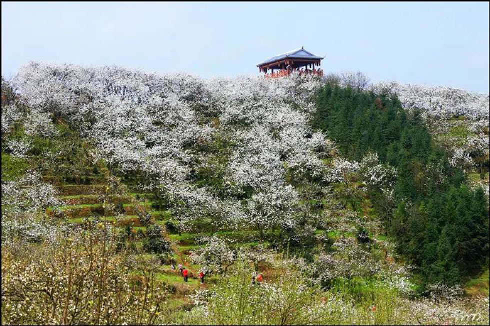 【春天，广西桂林灌阳县向您发出邀请！】我们在灌阳看梨花 - 游山玩水 - 宿州生活社区 - 宿州28生活网 suzhou.28life.net