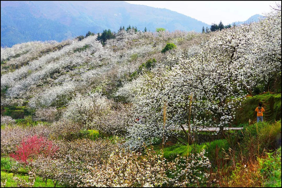 【春天，广西桂林灌阳县向您发出邀请！】我们在灌阳看梨花 - 游山玩水 - 宿州生活社区 - 宿州28生活网 suzhou.28life.net