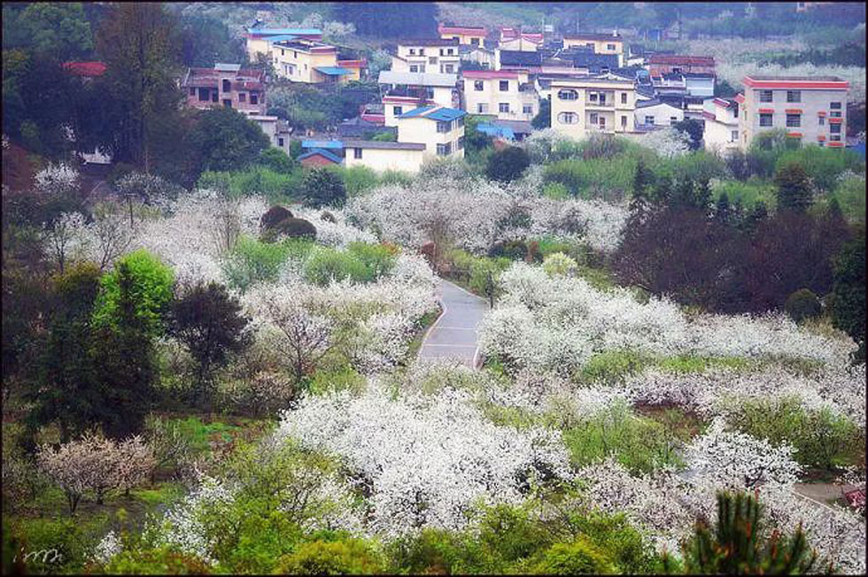 【春天，广西桂林灌阳县向您发出邀请！】我们在灌阳看梨花 - 游山玩水 - 宿州生活社区 - 宿州28生活网 suzhou.28life.net