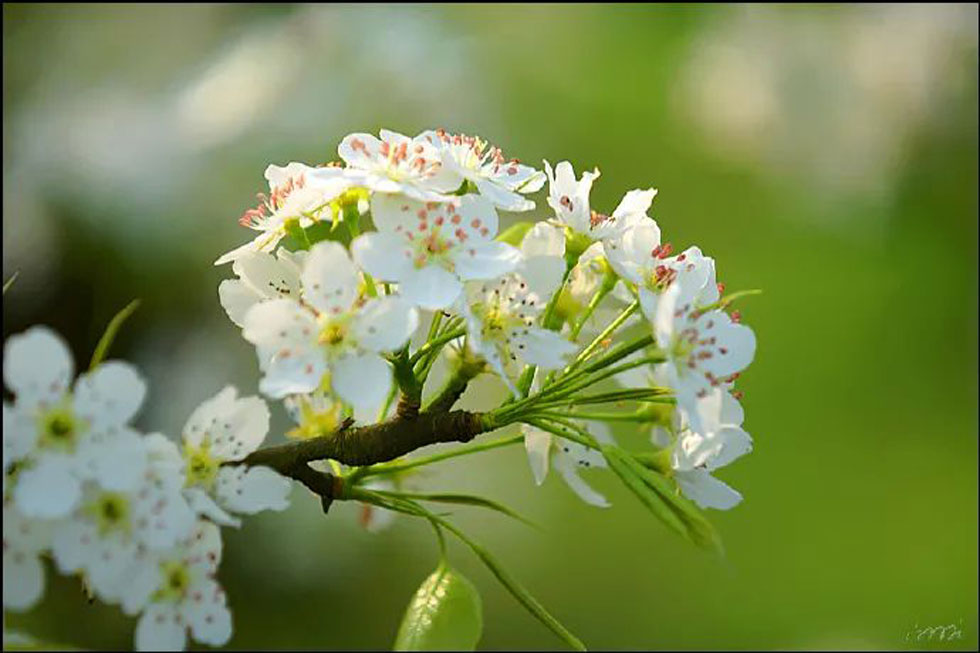 【春天，广西桂林灌阳县向您发出邀请！】我们在灌阳看梨花 - 游山玩水 - 宿州生活社区 - 宿州28生活网 suzhou.28life.net