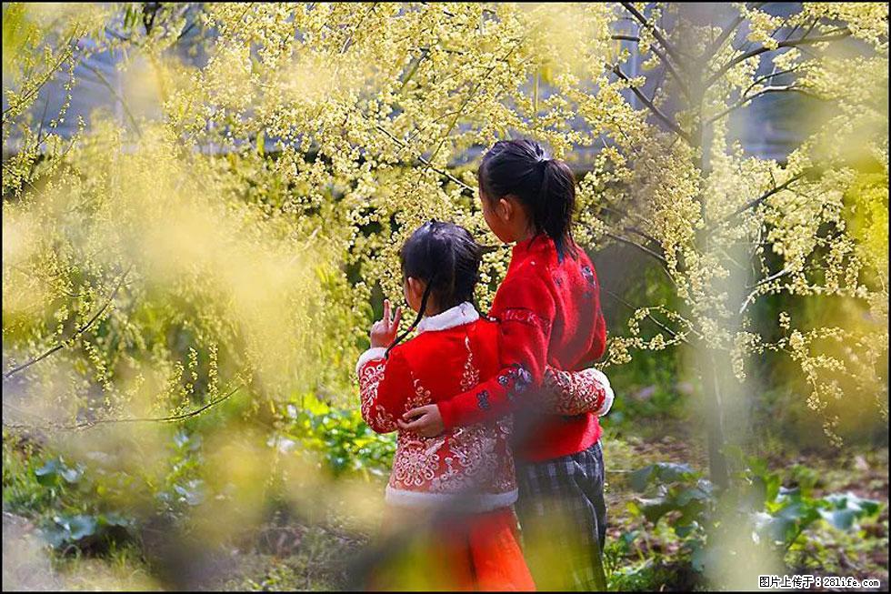 【春天，广西桂林灌阳县向您发出邀请！】米珠山前有片山苍子花在飘香 - 游山玩水 - 宿州生活社区 - 宿州28生活网 suzhou.28life.net