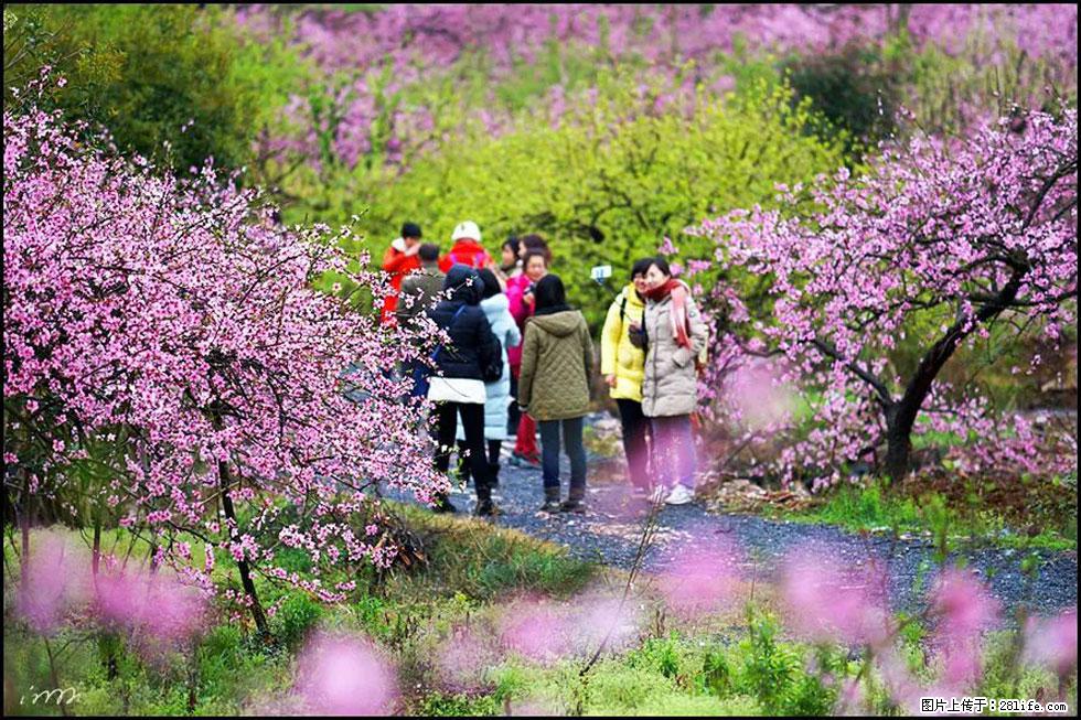 【春天，广西桂林灌阳县向您发出邀请！】官庄村有个醉美的桃花园 - 游山玩水 - 宿州生活社区 - 宿州28生活网 suzhou.28life.net