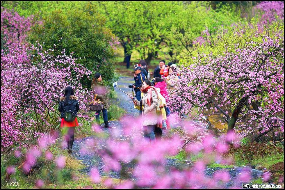 【春天，广西桂林灌阳县向您发出邀请！】官庄村有个醉美的桃花园 - 游山玩水 - 宿州生活社区 - 宿州28生活网 suzhou.28life.net