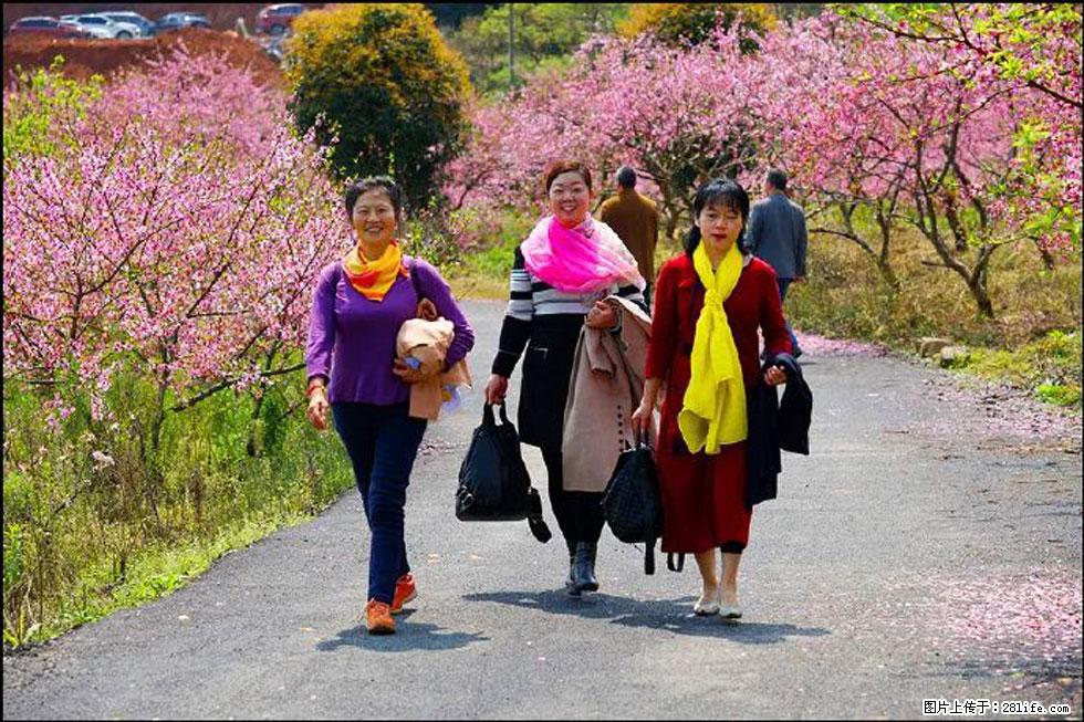 【春天，广西桂林灌阳县向您发出邀请！】官庄村有个醉美的桃花园 - 游山玩水 - 宿州生活社区 - 宿州28生活网 suzhou.28life.net