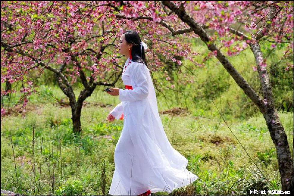 【春天，广西桂林灌阳县向您发出邀请！】官庄村有个醉美的桃花园 - 游山玩水 - 宿州生活社区 - 宿州28生活网 suzhou.28life.net