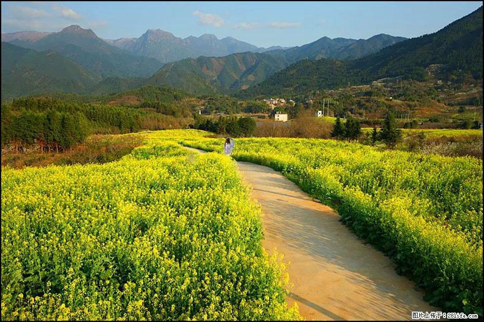 【春天，广西桂林灌阳县向您发出邀请！】长坪村油菜盛情花开 - 游山玩水 - 宿州生活社区 - 宿州28生活网 suzhou.28life.net
