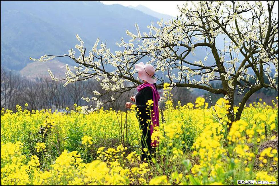 【春天，广西桂林灌阳县向您发出邀请！】长坪村油菜盛情花开 - 游山玩水 - 宿州生活社区 - 宿州28生活网 suzhou.28life.net