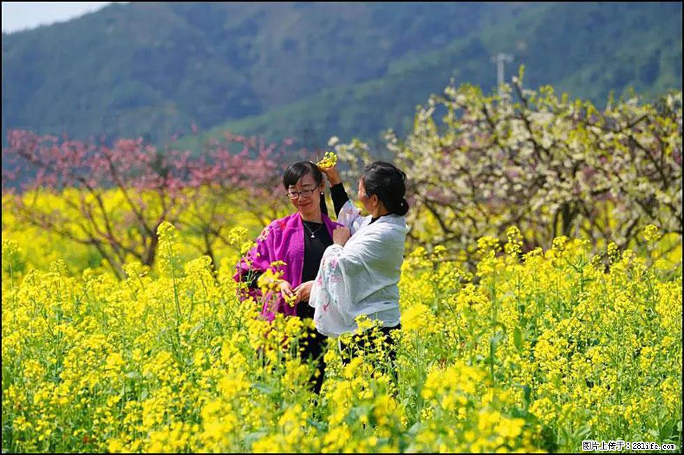 【春天，广西桂林灌阳县向您发出邀请！】长坪村油菜盛情花开 - 游山玩水 - 宿州生活社区 - 宿州28生活网 suzhou.28life.net