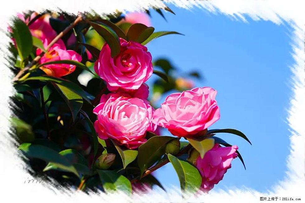 【春天，广西桂林灌阳县向您发出邀请！】杨柳井茶花惹人爱 - 游山玩水 - 宿州生活社区 - 宿州28生活网 suzhou.28life.net