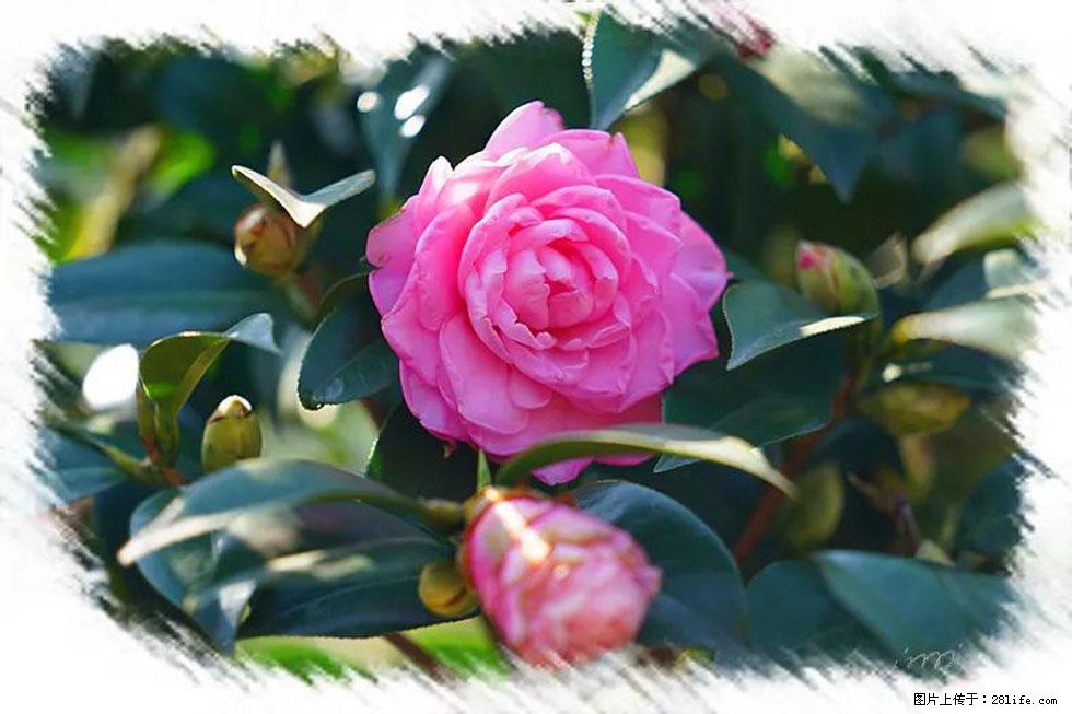【春天，广西桂林灌阳县向您发出邀请！】杨柳井茶花惹人爱 - 游山玩水 - 宿州生活社区 - 宿州28生活网 suzhou.28life.net