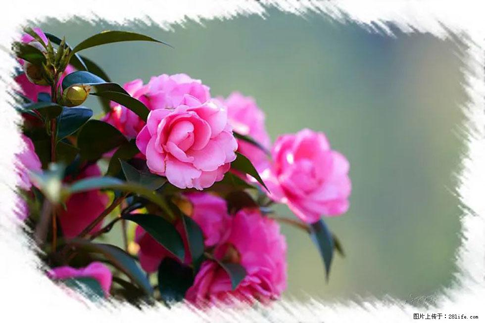 【春天，广西桂林灌阳县向您发出邀请！】杨柳井茶花惹人爱 - 游山玩水 - 宿州生活社区 - 宿州28生活网 suzhou.28life.net