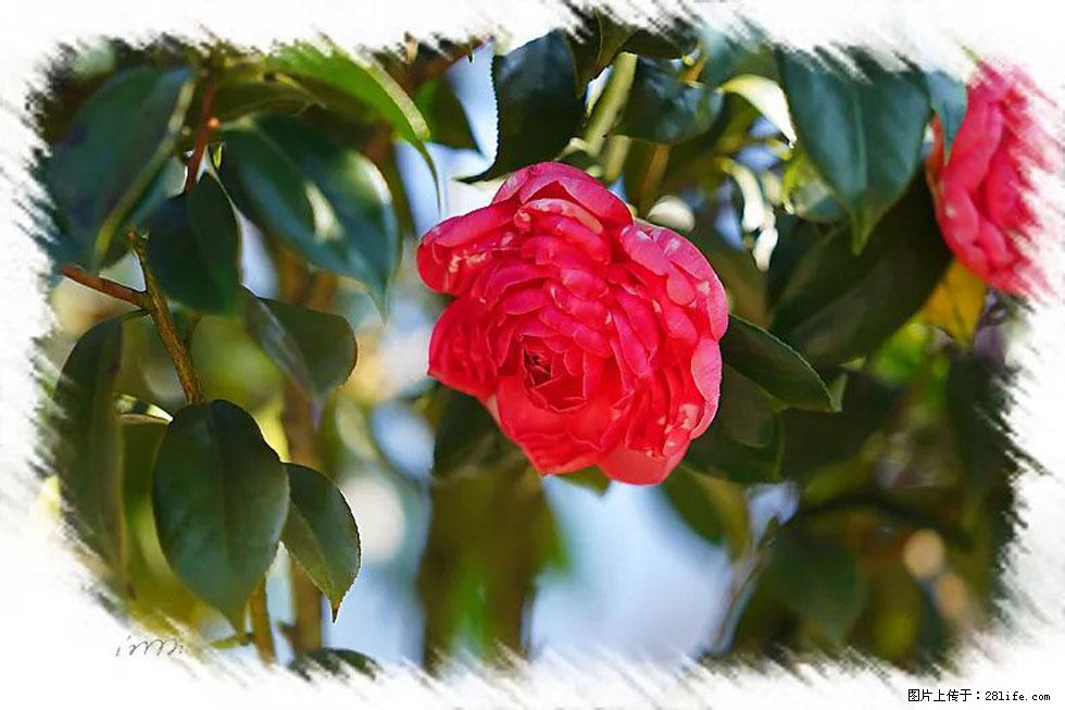 【春天，广西桂林灌阳县向您发出邀请！】杨柳井茶花惹人爱 - 游山玩水 - 宿州生活社区 - 宿州28生活网 suzhou.28life.net
