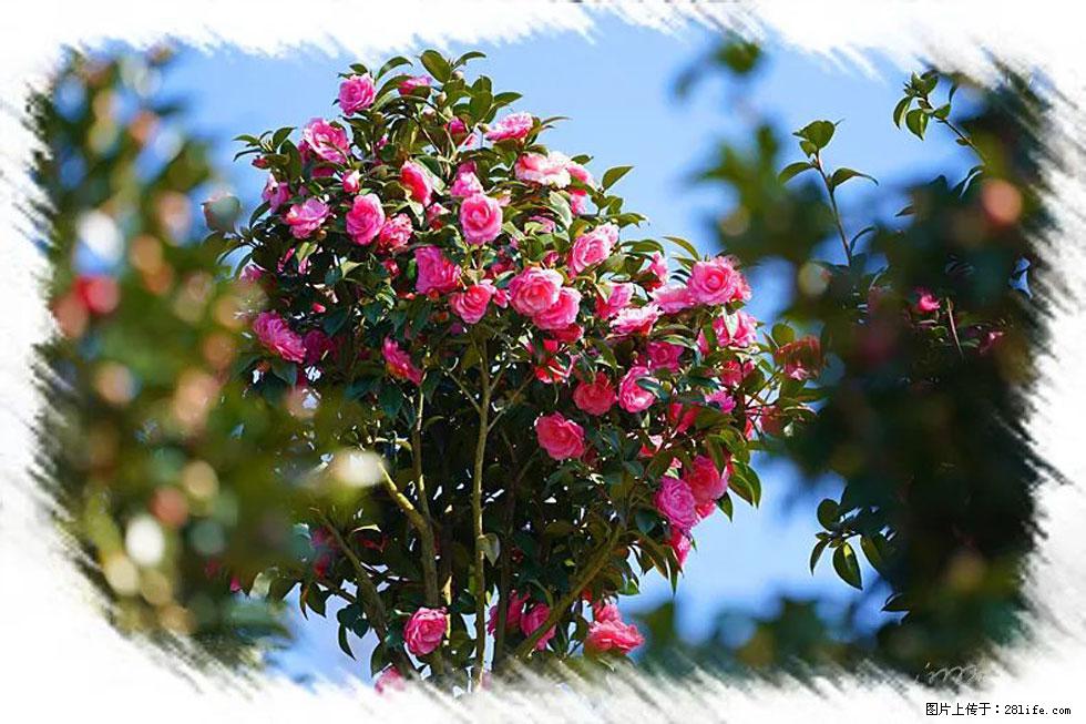 【春天，广西桂林灌阳县向您发出邀请！】杨柳井茶花惹人爱 - 游山玩水 - 宿州生活社区 - 宿州28生活网 suzhou.28life.net
