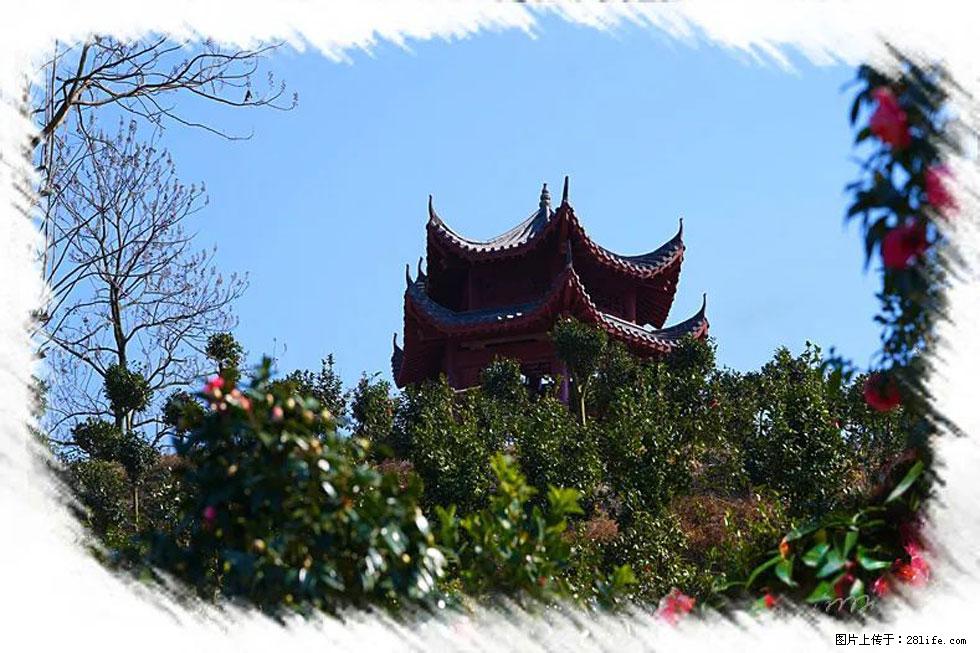 【春天，广西桂林灌阳县向您发出邀请！】杨柳井茶花惹人爱 - 游山玩水 - 宿州生活社区 - 宿州28生活网 suzhou.28life.net