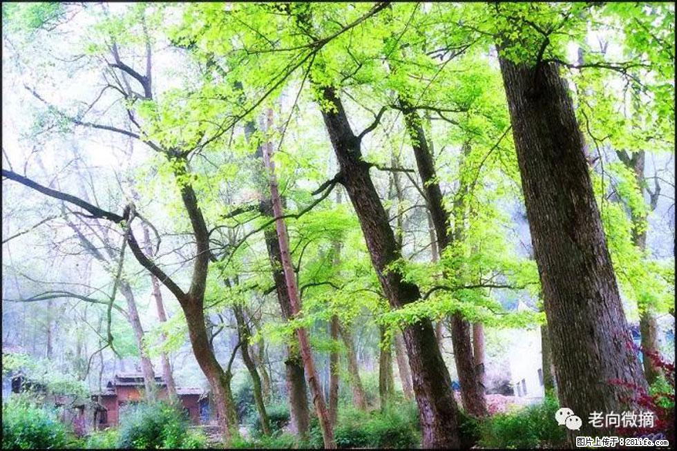 【春天，广西桂林灌阳县向您发出邀请！】在小龙村与春天约会 - 游山玩水 - 宿州生活社区 - 宿州28生活网 suzhou.28life.net