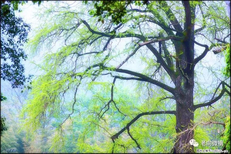 【春天，广西桂林灌阳县向您发出邀请！】在小龙村与春天约会 - 游山玩水 - 宿州生活社区 - 宿州28生活网 suzhou.28life.net
