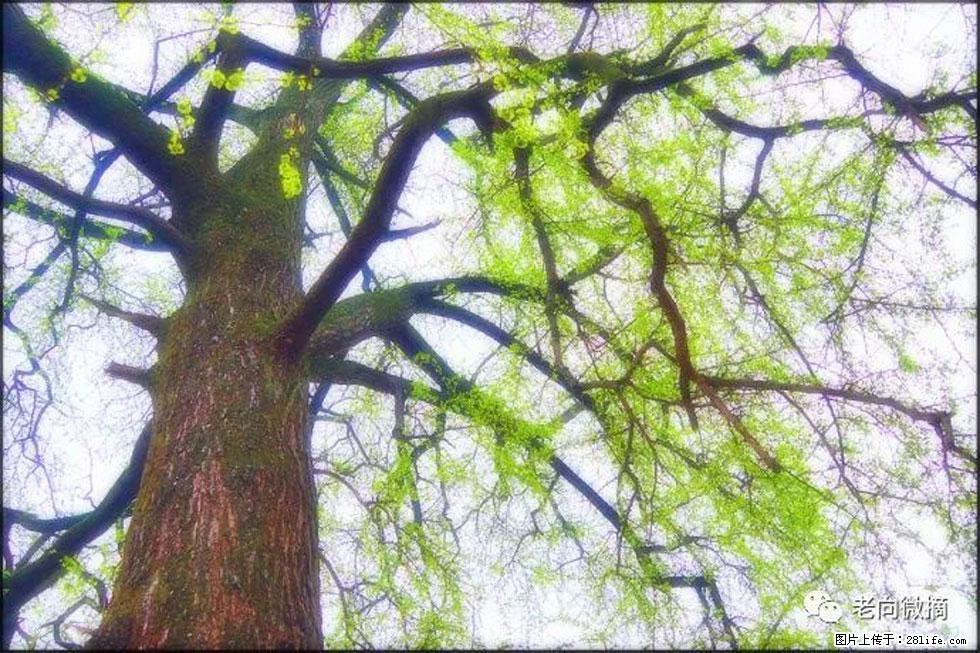 【春天，广西桂林灌阳县向您发出邀请！】在小龙村与春天约会 - 游山玩水 - 宿州生活社区 - 宿州28生活网 suzhou.28life.net