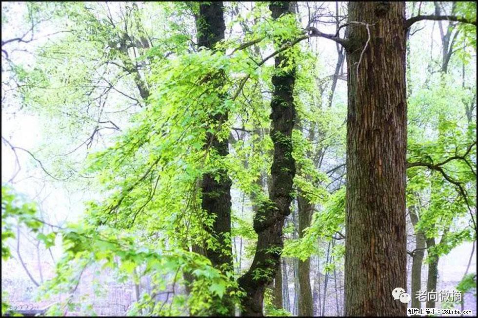 【春天，广西桂林灌阳县向您发出邀请！】在小龙村与春天约会 - 游山玩水 - 宿州生活社区 - 宿州28生活网 suzhou.28life.net