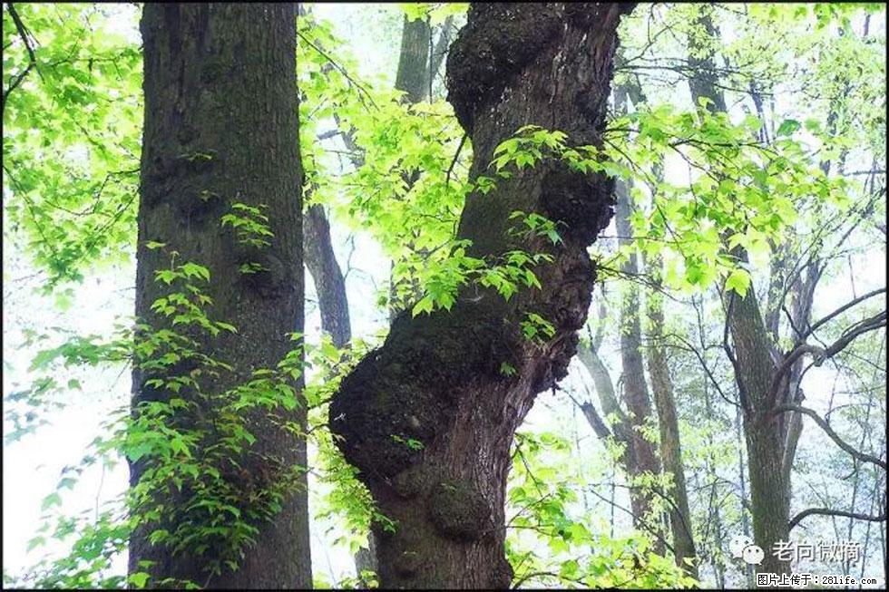 【春天，广西桂林灌阳县向您发出邀请！】在小龙村与春天约会 - 游山玩水 - 宿州生活社区 - 宿州28生活网 suzhou.28life.net