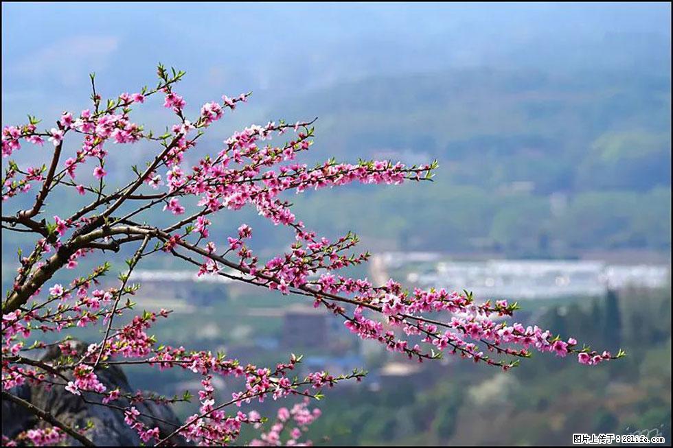【春天，广西桂林灌阳县向您发出邀请！】望月岭上桃花开 - 游山玩水 - 宿州生活社区 - 宿州28生活网 suzhou.28life.net