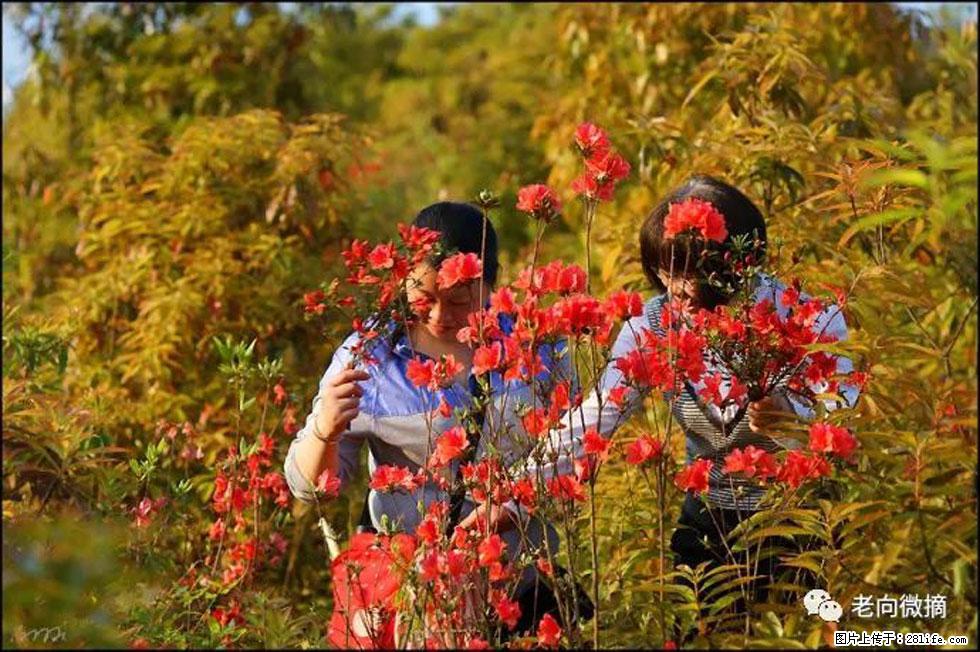 【春天，广西桂林灌阳县向您发出邀请！】登麒麟山，相约映山红 - 游山玩水 - 宿州生活社区 - 宿州28生活网 suzhou.28life.net
