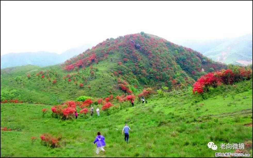 【春天，广西桂林灌阳县向您发出邀请！】宝盖山上映山红 - 游山玩水 - 宿州生活社区 - 宿州28生活网 suzhou.28life.net