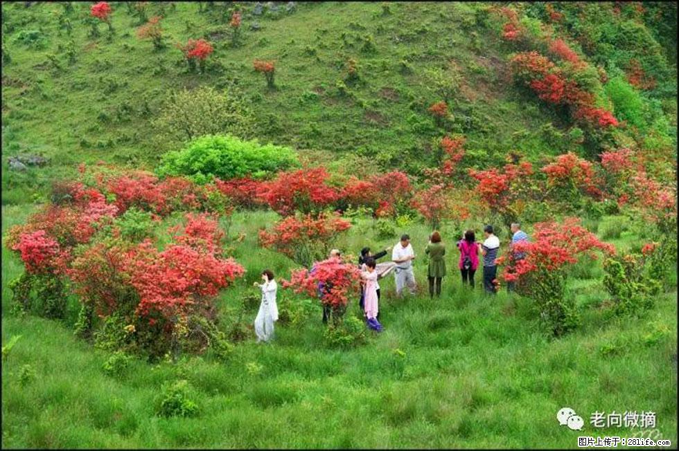 【春天，广西桂林灌阳县向您发出邀请！】宝盖山上映山红 - 游山玩水 - 宿州生活社区 - 宿州28生活网 suzhou.28life.net