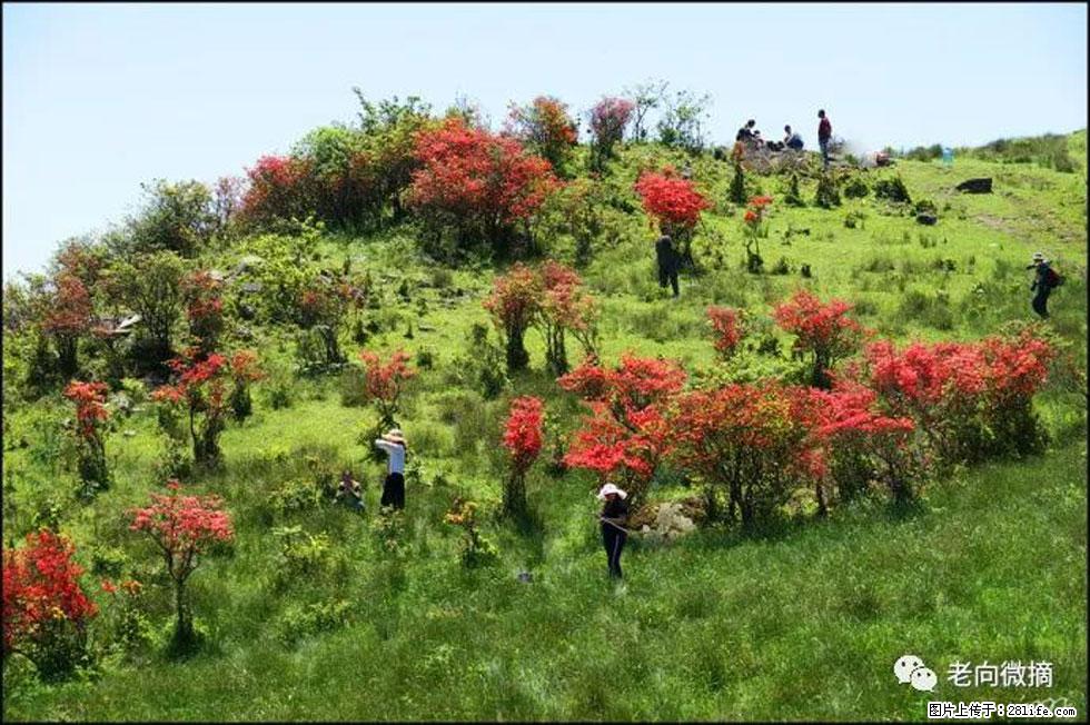 【春天，广西桂林灌阳县向您发出邀请！】宝盖山上映山红 - 游山玩水 - 宿州生活社区 - 宿州28生活网 suzhou.28life.net