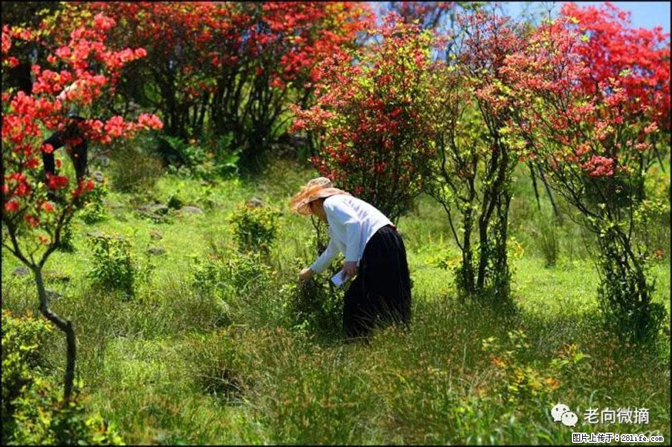 【春天，广西桂林灌阳县向您发出邀请！】宝盖山上映山红 - 游山玩水 - 宿州生活社区 - 宿州28生活网 suzhou.28life.net