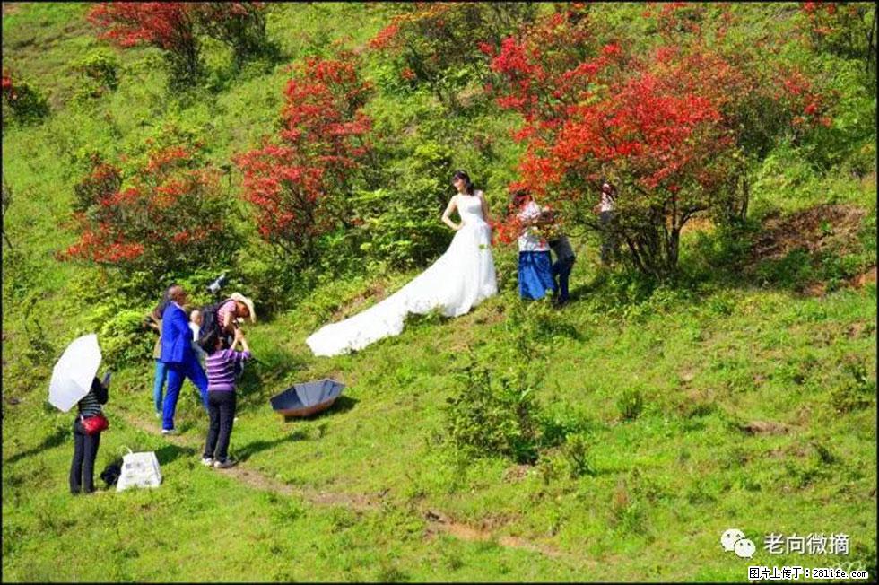 【春天，广西桂林灌阳县向您发出邀请！】宝盖山上映山红 - 游山玩水 - 宿州生活社区 - 宿州28生活网 suzhou.28life.net