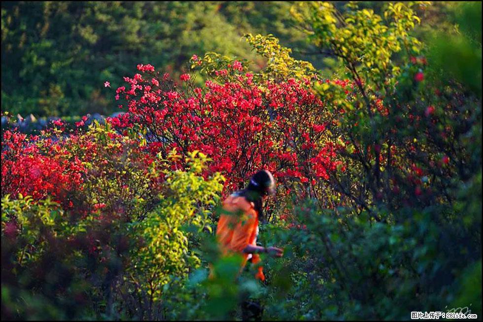 【春天，广西桂林灌阳县向您发出邀请！】春木界上映山红 - 游山玩水 - 宿州生活社区 - 宿州28生活网 suzhou.28life.net