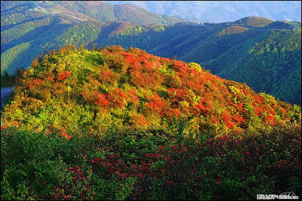 【春天，广西桂林灌阳县向您发出邀请！】春木界上映山红 - 游山玩水 - 宿州生活社区 - 宿州28生活网 suzhou.28life.net