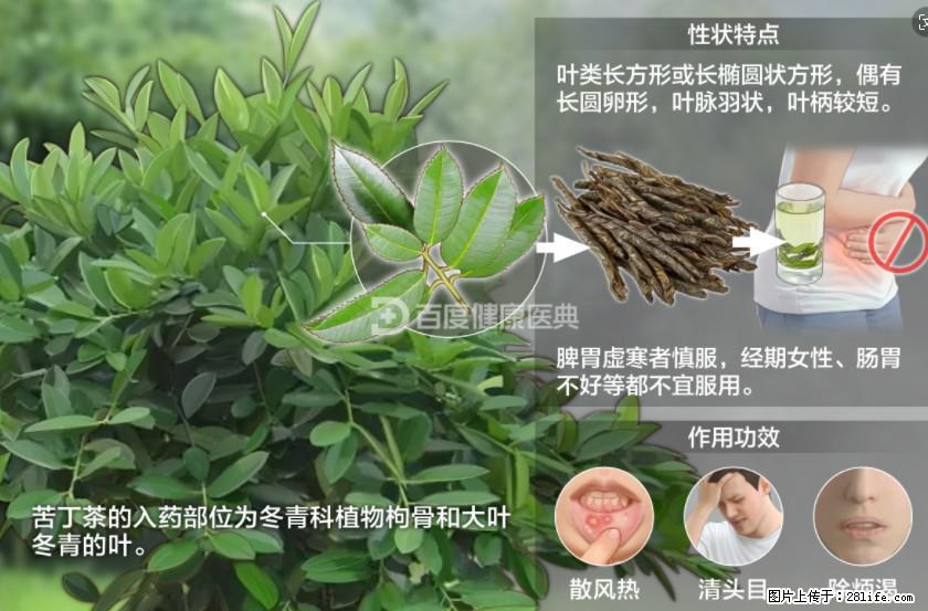 苦丁茶有哪些功效和作用 - 生活百科 - 宿州生活社区 - 宿州28生活网 suzhou.28life.net