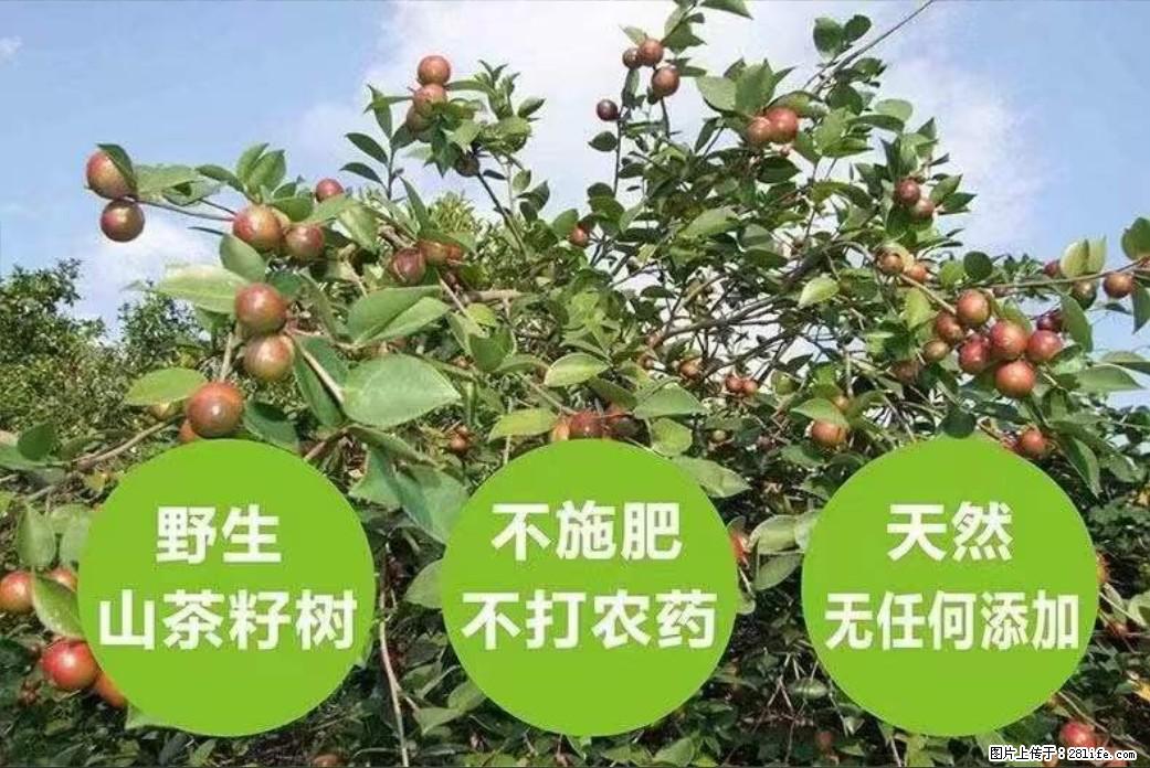 【灌阳县油茶产业示范区】一个有着充实的精神生活的人，对待身外之物自会有一种淡泊的态度 - 美食天地 - 宿州生活社区 - 宿州28生活网 suzhou.28life.net