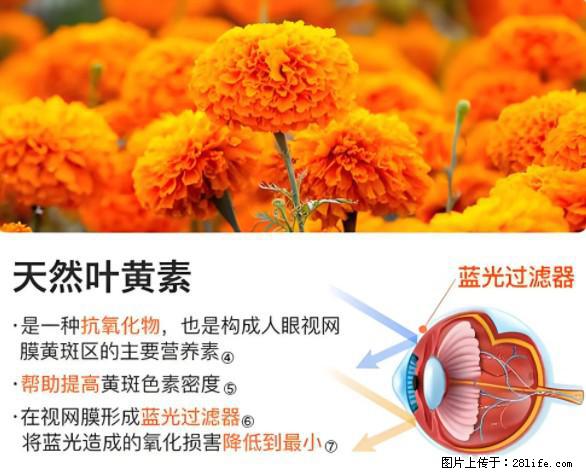 叶黄素有什么功效和作用 - 生活百科 - 宿州生活社区 - 宿州28生活网 suzhou.28life.net