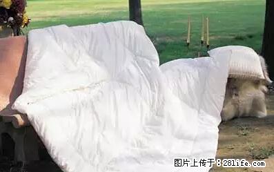 被子有异味？只要这样做，比晒太阳还强100倍！ - 家居生活 - 宿州生活社区 - 宿州28生活网 suzhou.28life.net
