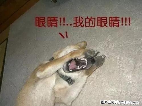 笑癫了！一女的怀孕三年未生，他终于忍不住了... - 娱乐八卦 - 宿州生活社区 - 宿州28生活网 suzhou.28life.net