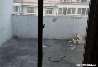 北苑小区好房出租.房子干净清爽.两室朝阳采光好另加超大平台. - 宿州28生活网 suzhou.28life.net