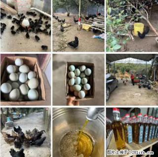 油茶园从小鸡仔开始养起的纯土鸡、土鸡蛋可以预定啦！还有前几天刚榨的纯山茶油哦 - 宿州28生活网 suzhou.28life.net