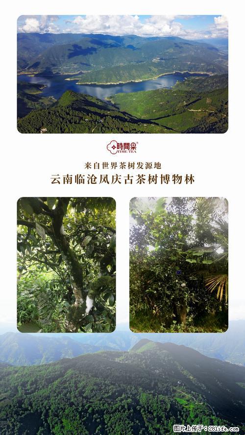 时间果百年古树2025年春红茶 - 购物交流 - 宿州生活社区 - 宿州28生活网 suzhou.28life.net