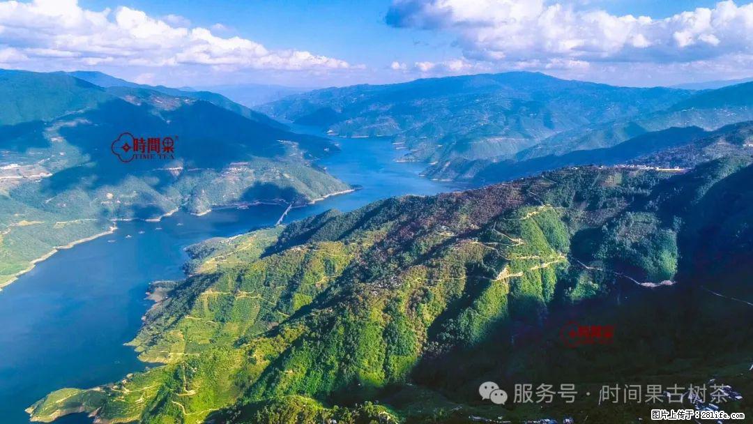 时间果百年古树龙珠普洱生茶 - 购物交流 - 宿州生活社区 - 宿州28生活网 suzhou.28life.net
