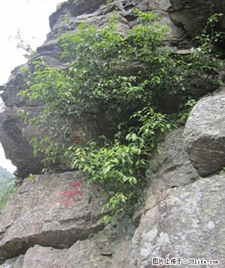 平乐石崖茶,珍贵仅次于金花茶 - 宿州生活资讯 - 宿州28生活网 suzhou.28life.net