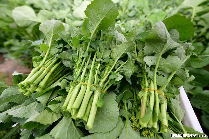 这些蔬菜是“天然钙片”，这6种被医生重点推荐 - 宿州生活资讯 - 宿州28生活网 suzhou.28life.net